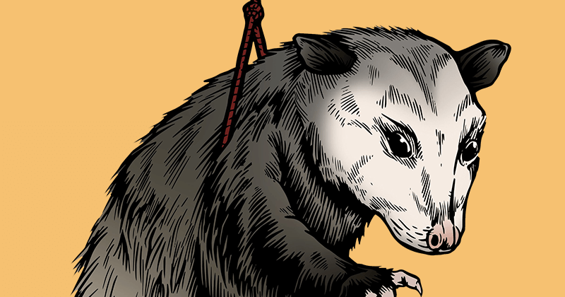 The Eleventy possum mascot