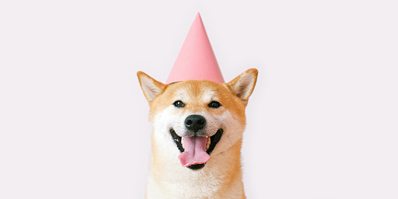 Happy dog wearing a birthday hat